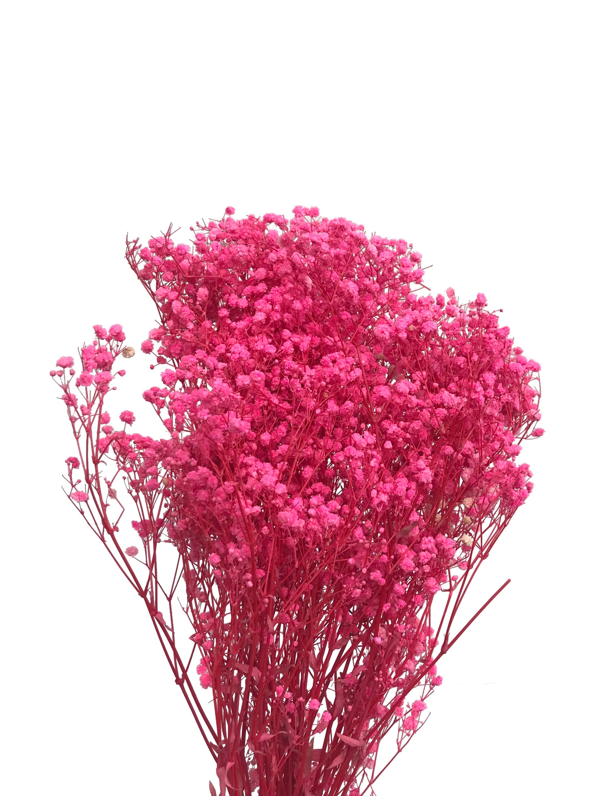 Dried Babies Breath-Hot Pink – Wild Blooms