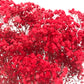    fake babys breath red dried
