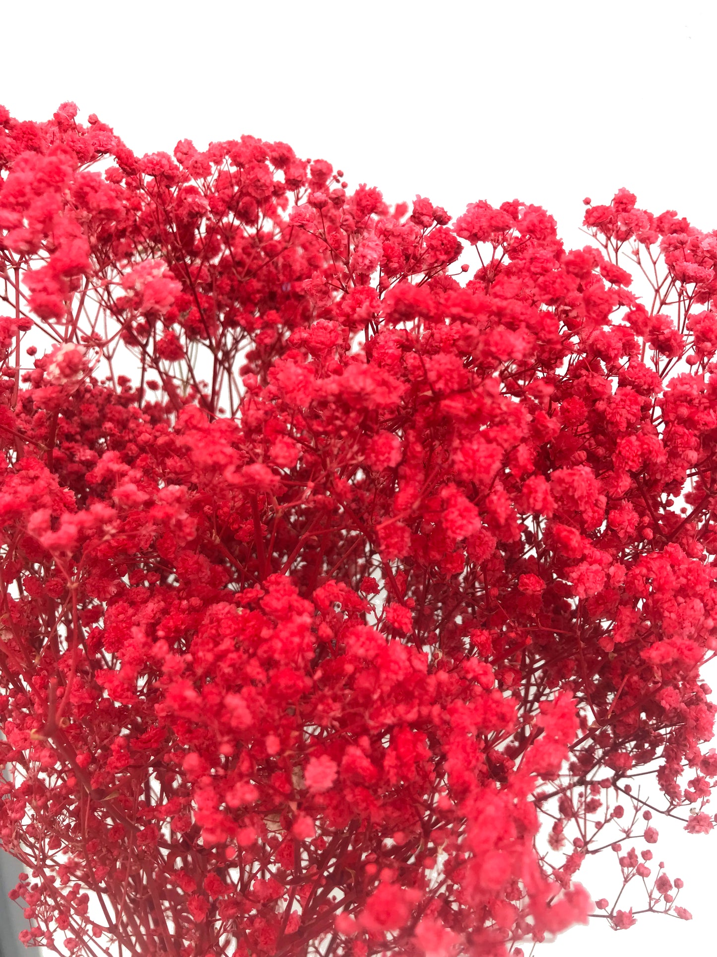    fake babys breath red dried