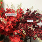 here is the difference between the deep red delphiniums and the normal red ones 