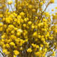    fake dried babys breath yellow