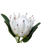 Artificial Protea White