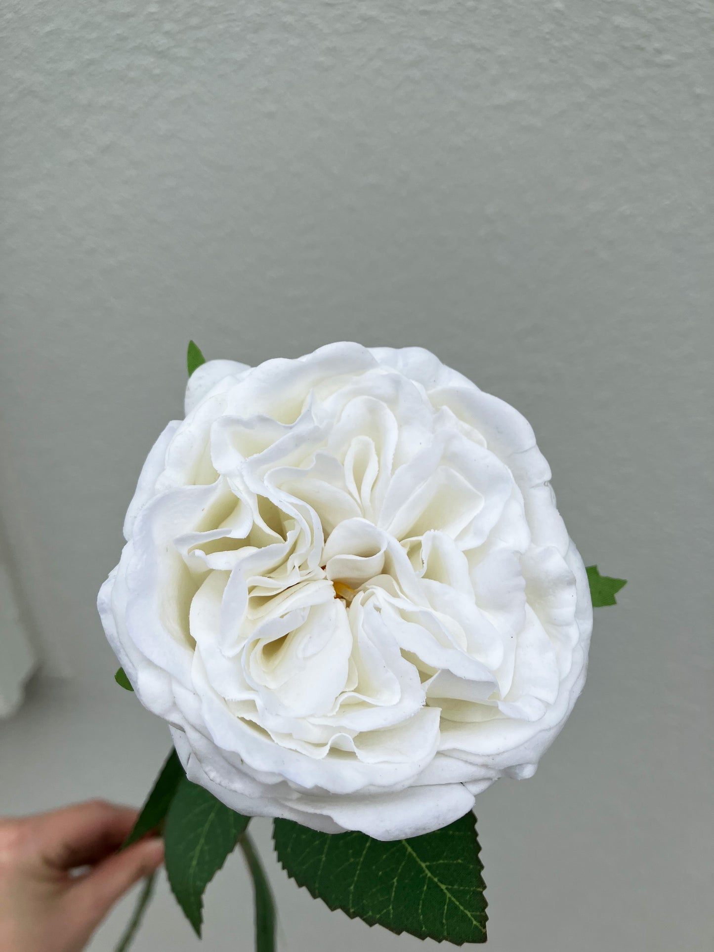 Real Touch David Austin Rose White