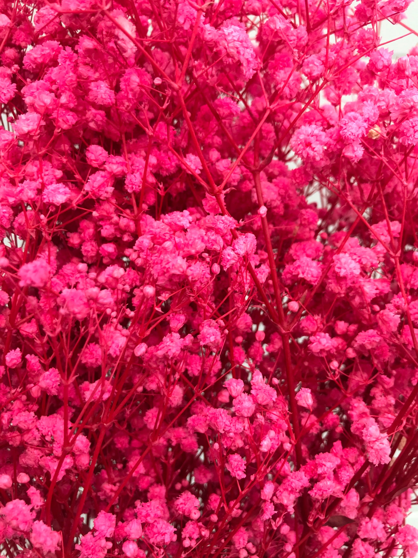    faux dried babys breath hot pink