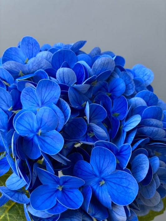 Artificial Real Touch Hydrangea Blue