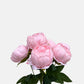 Artificial Peony Bunch Pink