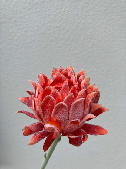 Artificial Protea Orange Petite