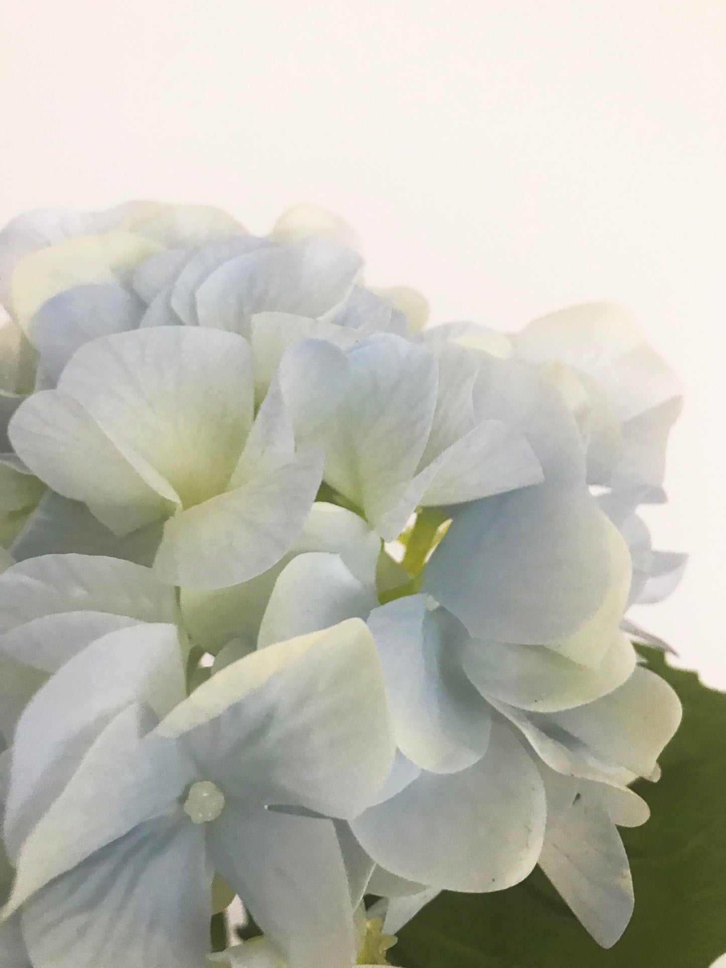    faux real touch hydrangea blue