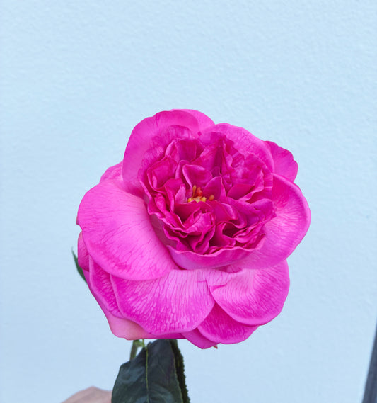 Artificial Real Touch Peony Hot Pink