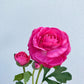 Artificial Real Touch Ranunculus Rose Hot Pink