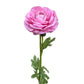 Artificial Real Touch Ranunculus Rose Candy Pink