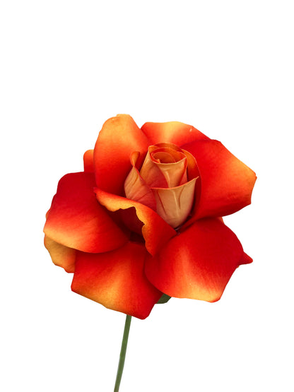 The Classic Artificial Rose Blood Orange