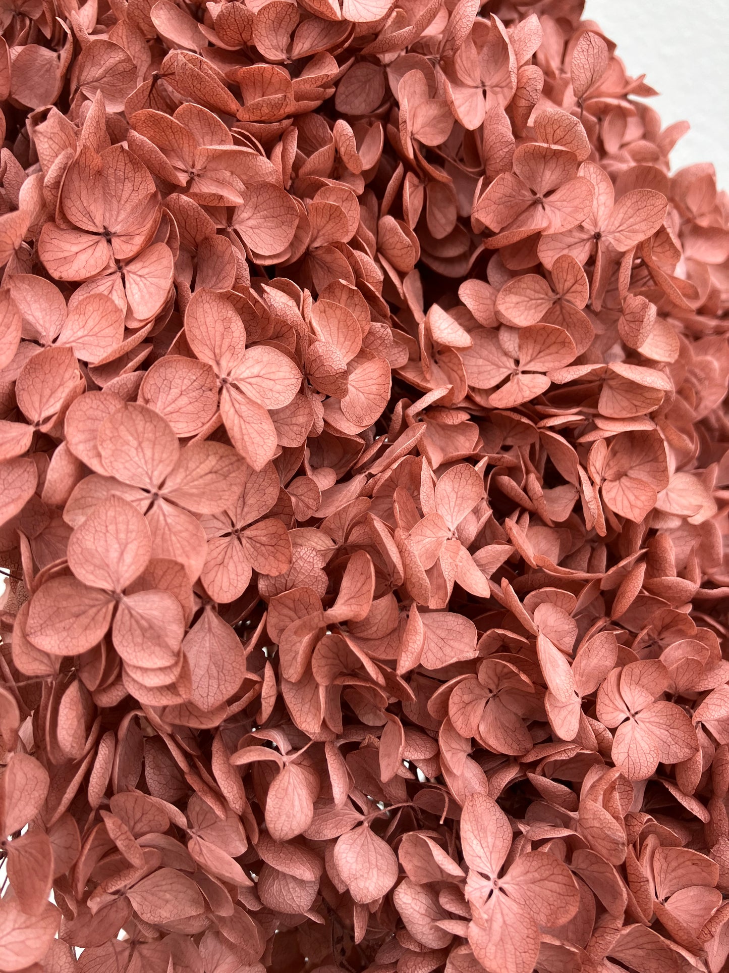 Dried Hydrangea Copper