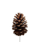 Pinecone with stem