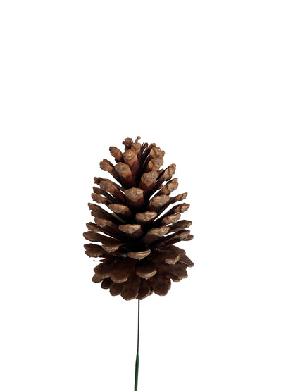 Pinecone with stem