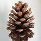 Pinecone with stem