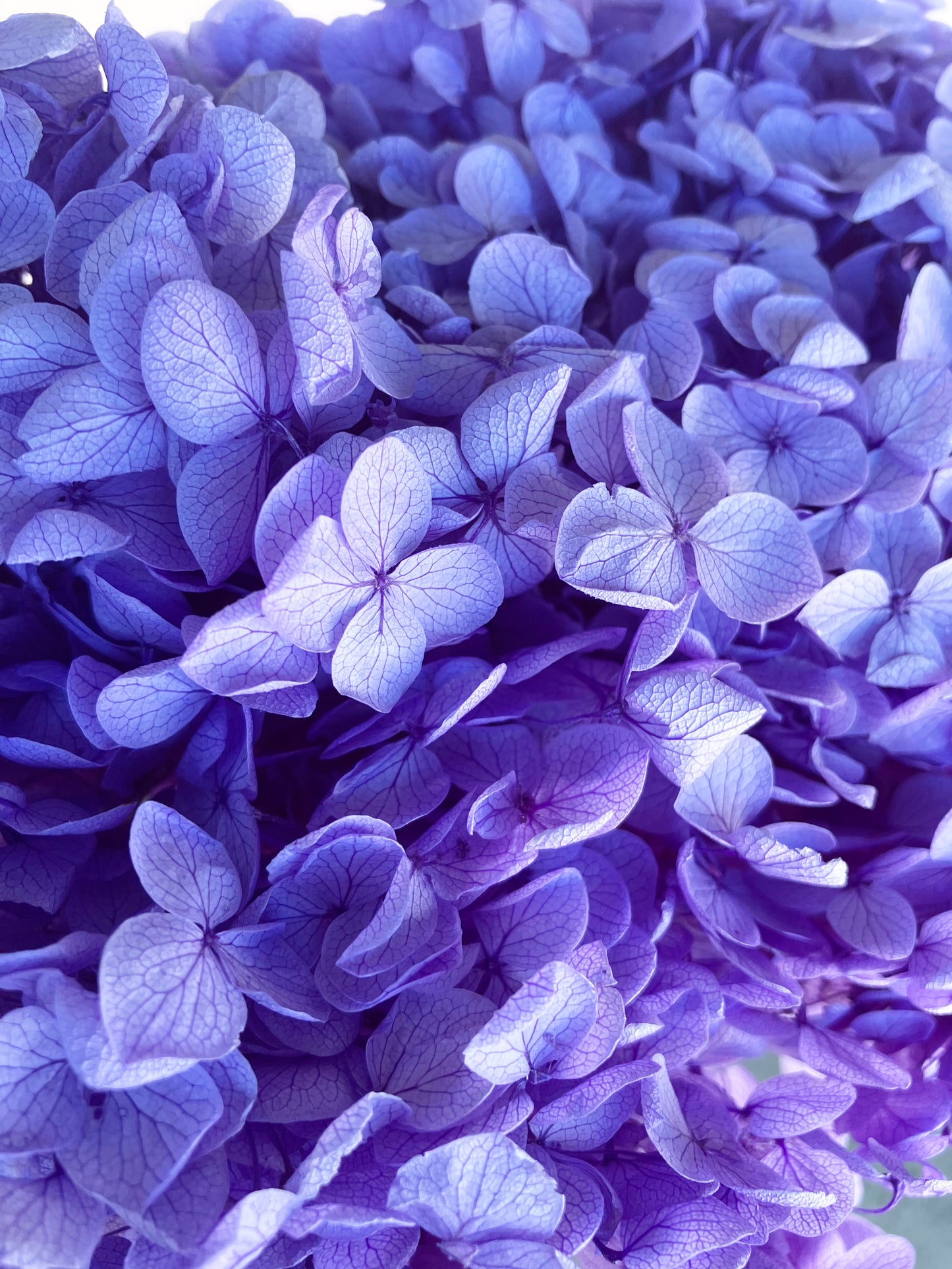 Dried Hydrangea Violet
