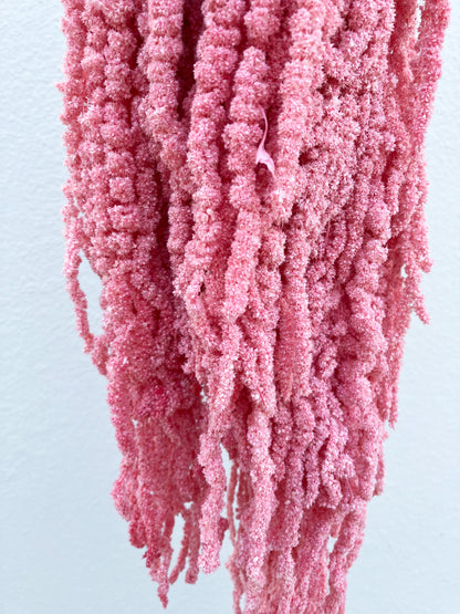 Dried Amaranthus Pink