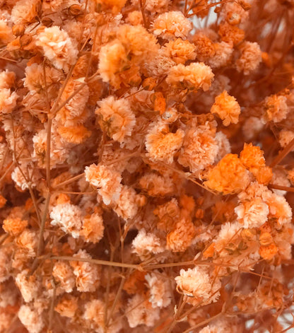 preserved babies breath orange