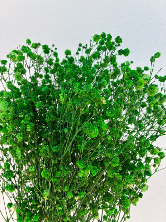 Dried Baby's Breath Green