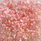 Dried Baby Breath Bleached Light Pink