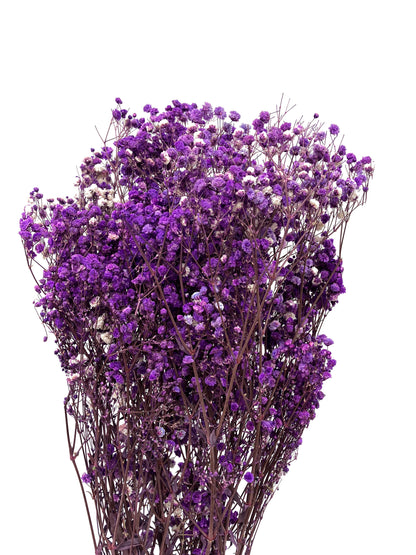 Dried Baby's Breath Dark Purple