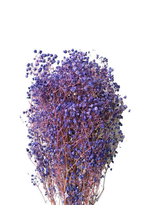 Dried Baby Breath Bleached Purple