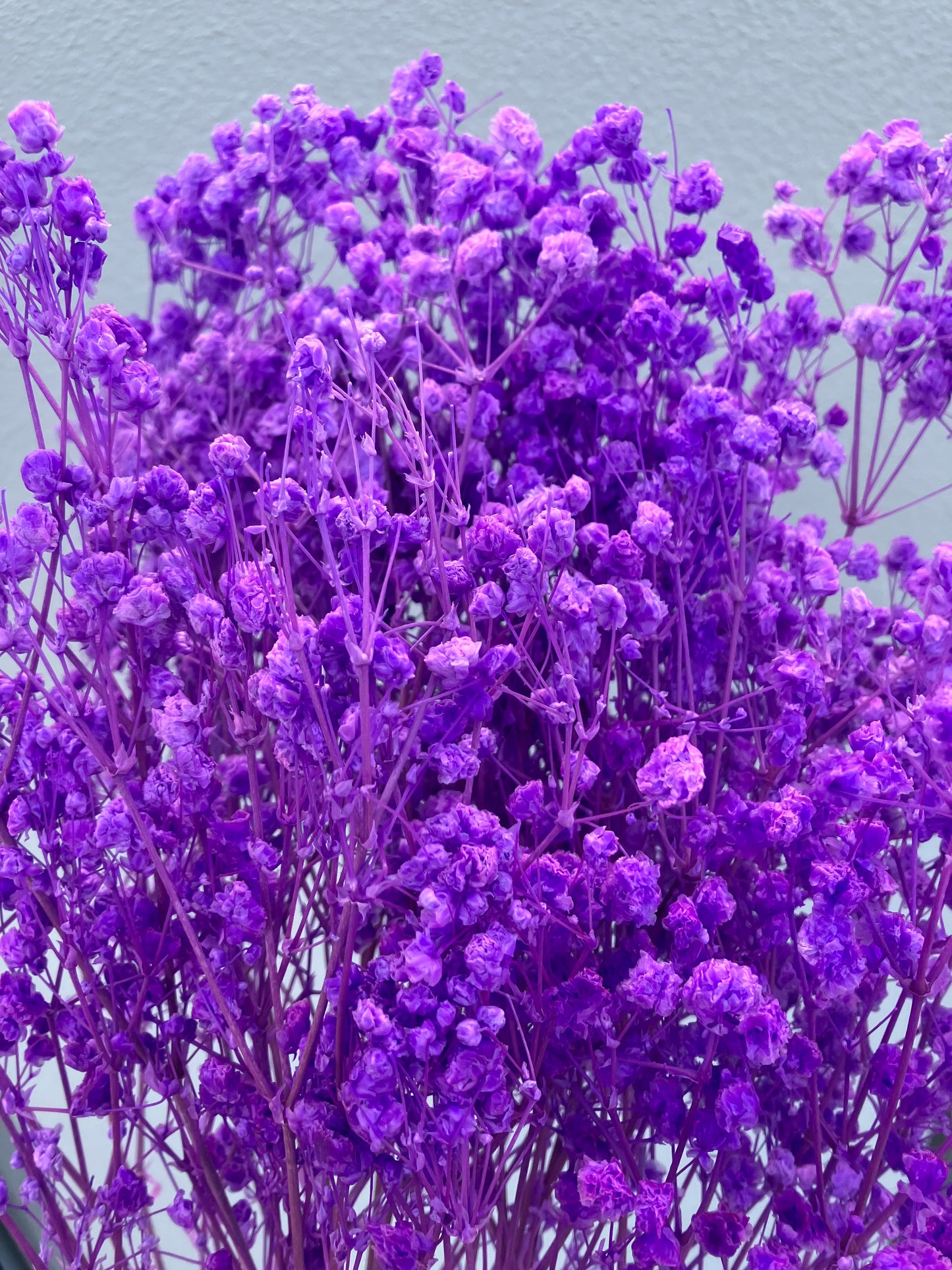 Dried Baby Breath Violet