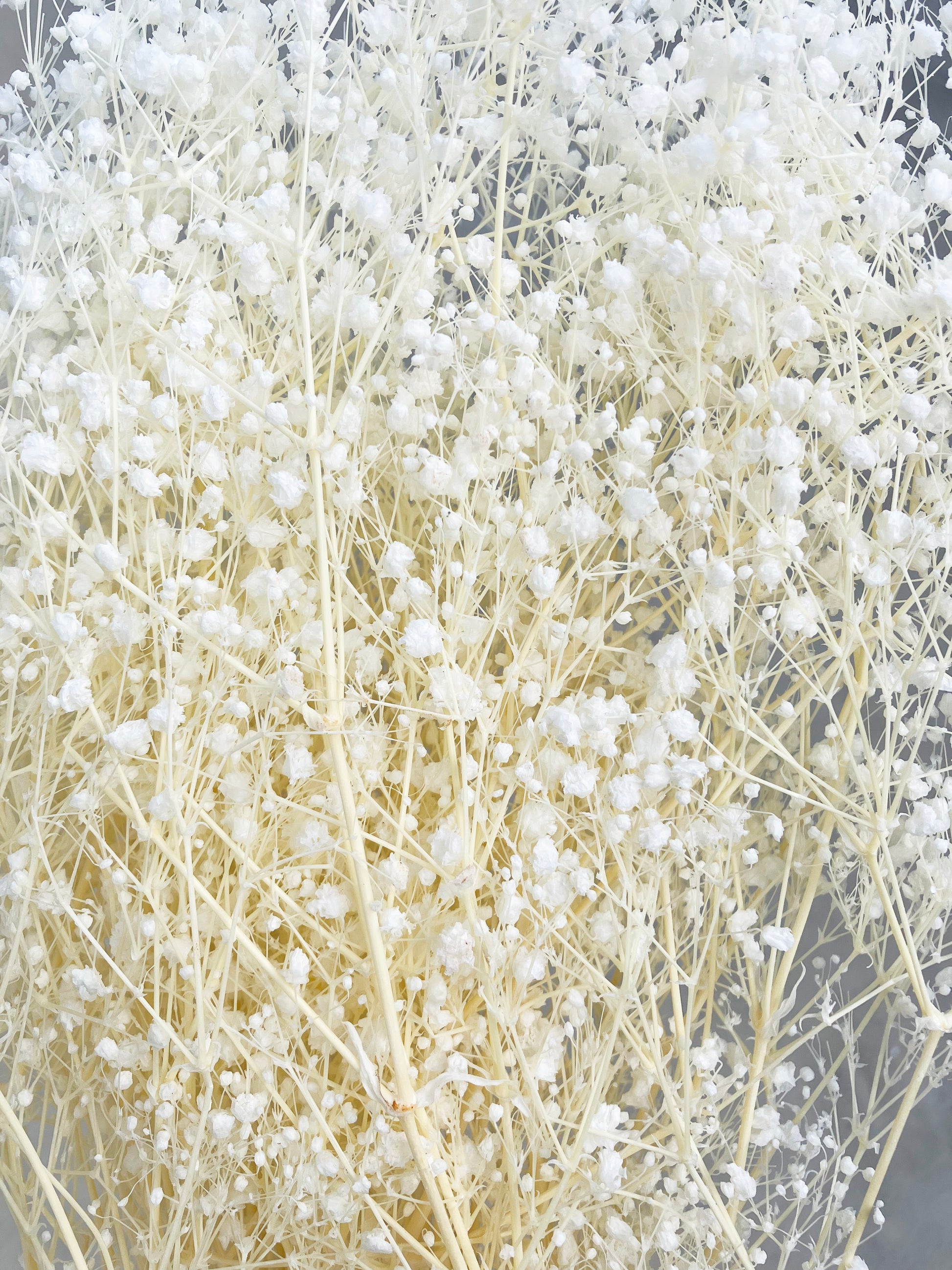 Preserved Baby's Breath Gypsophila - Bleached White (Medium-to-Large Bloom)  –