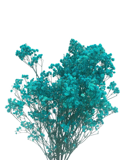 preserved teal blue baby breath