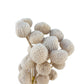 Dried Billy Buttons White
