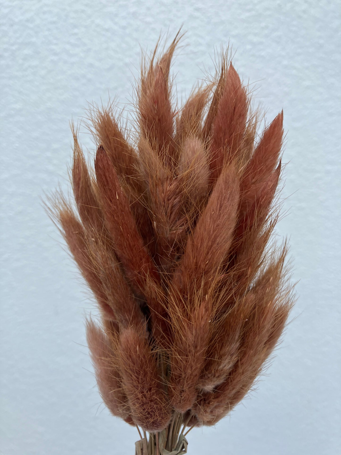 Dried Bunny Tails Brown