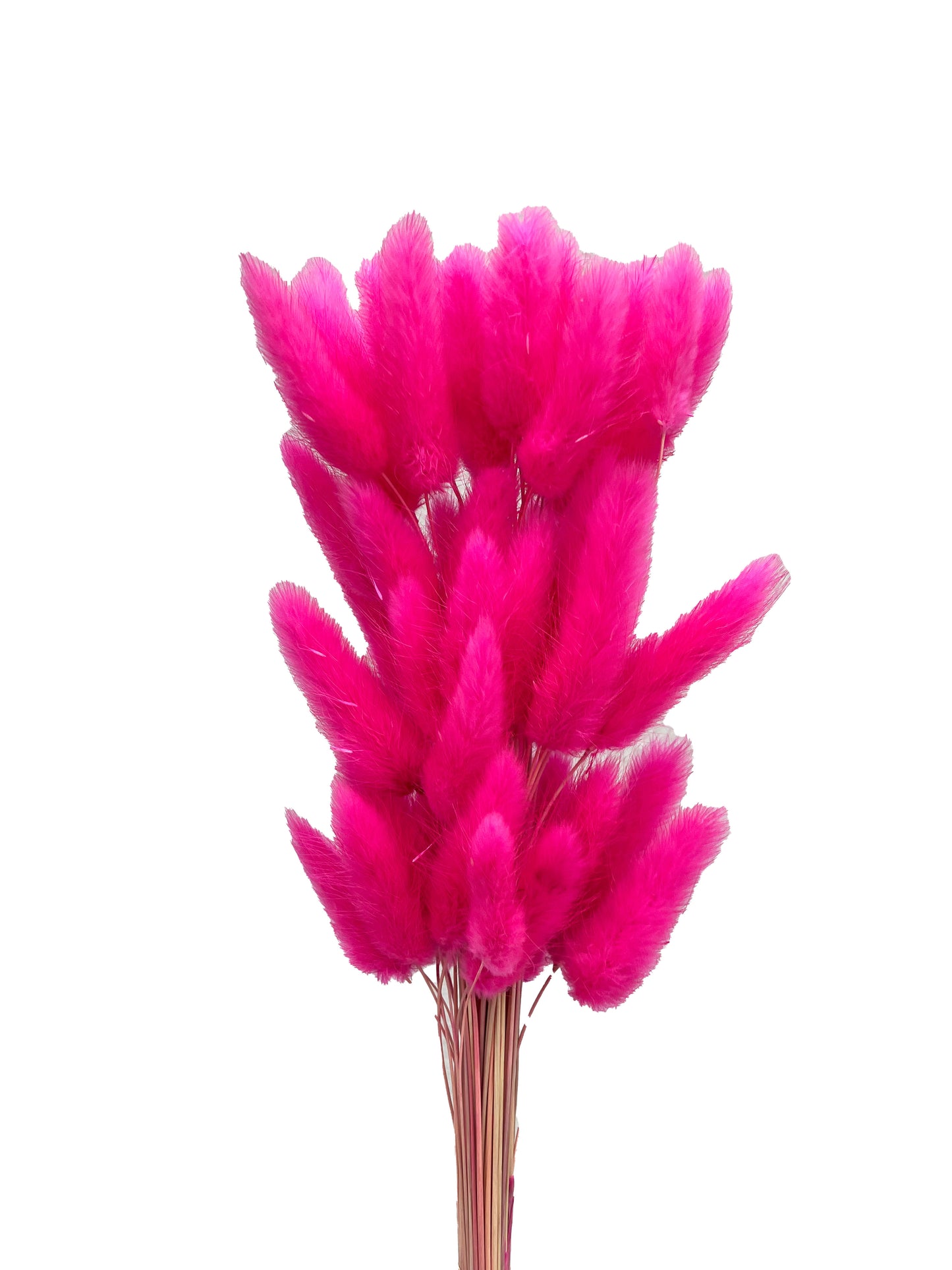 Dried Bunny Tails Hot Pink