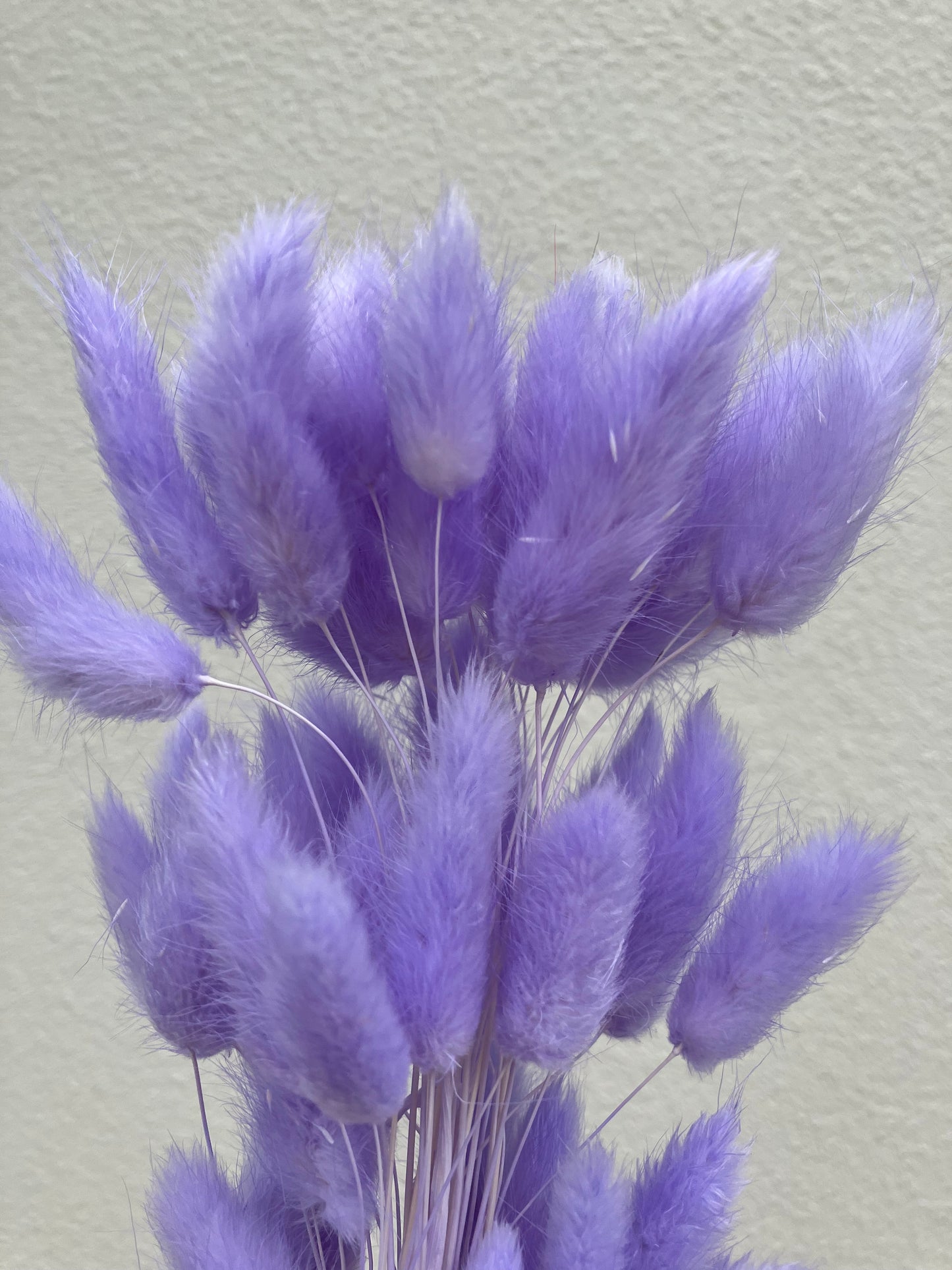 Dried Bunny Tails Purple