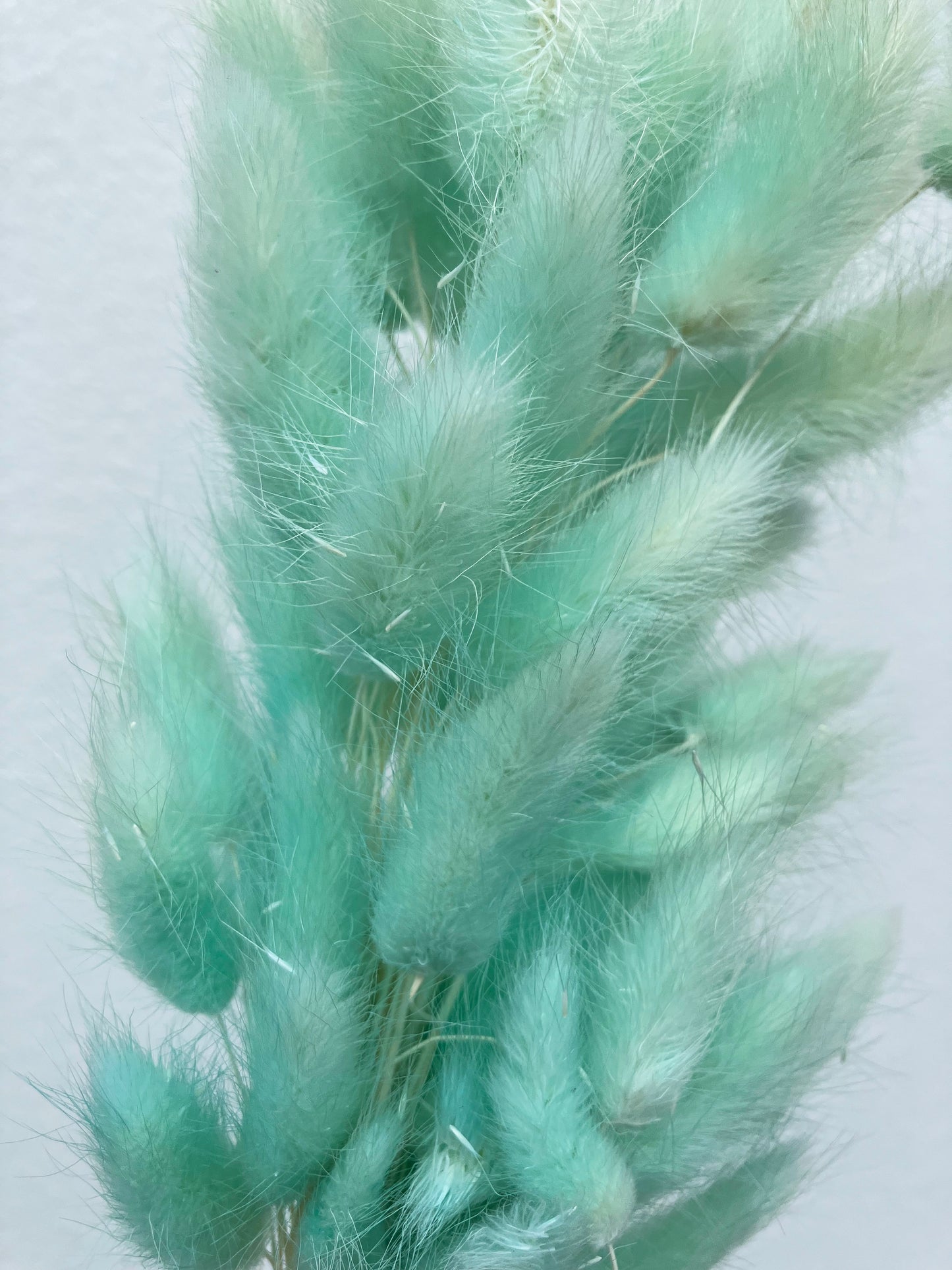 Colas de conejo secas verde azulado