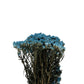 Dried Daisies Mini Blue