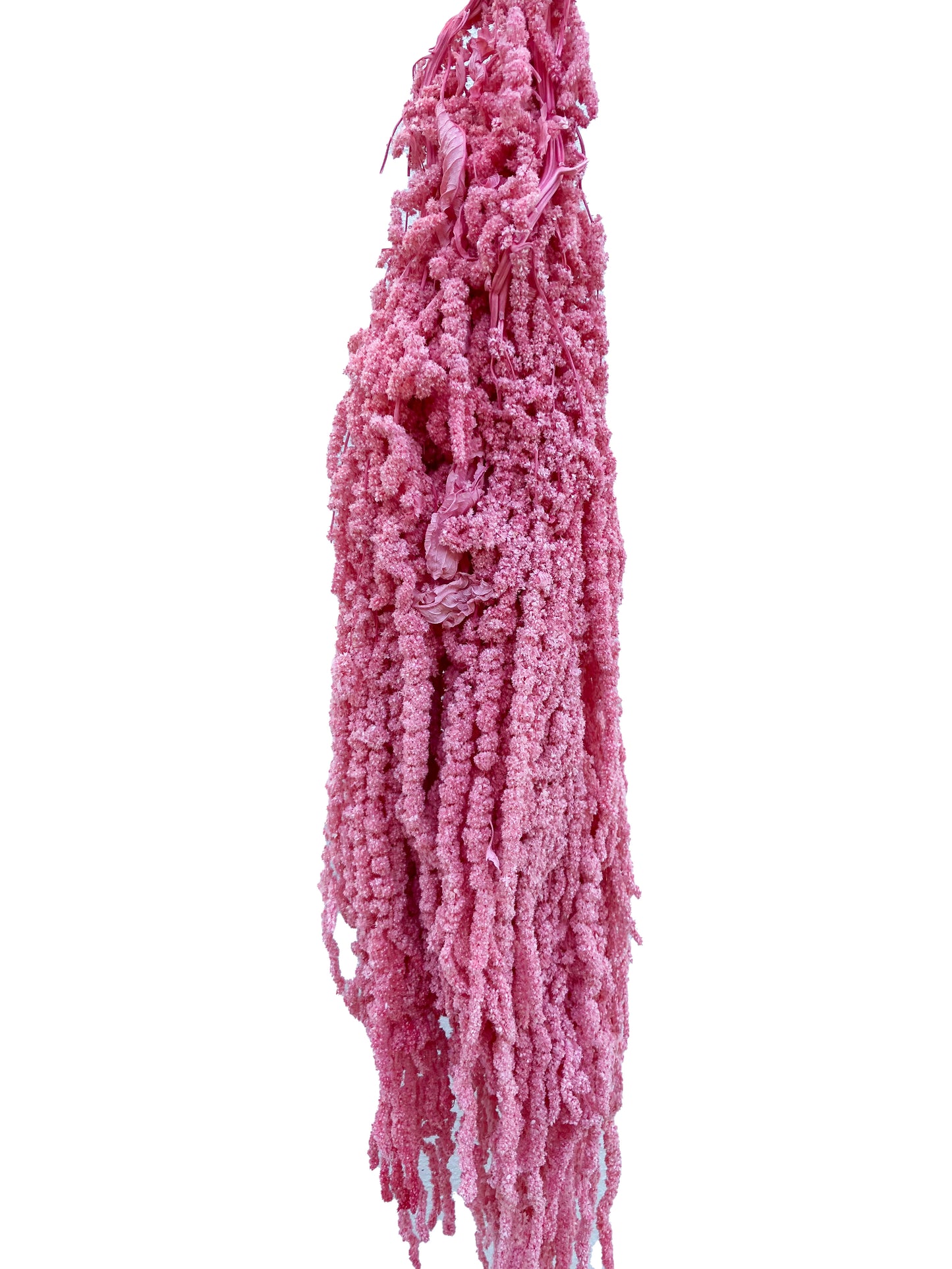 Dried Amaranthus Pink