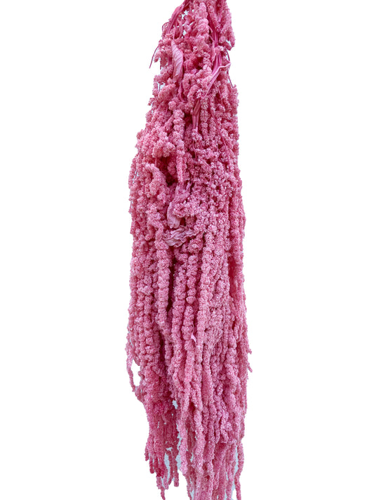 Dried Amaranthus Pink