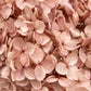 Hortensia seca Rosa viejo