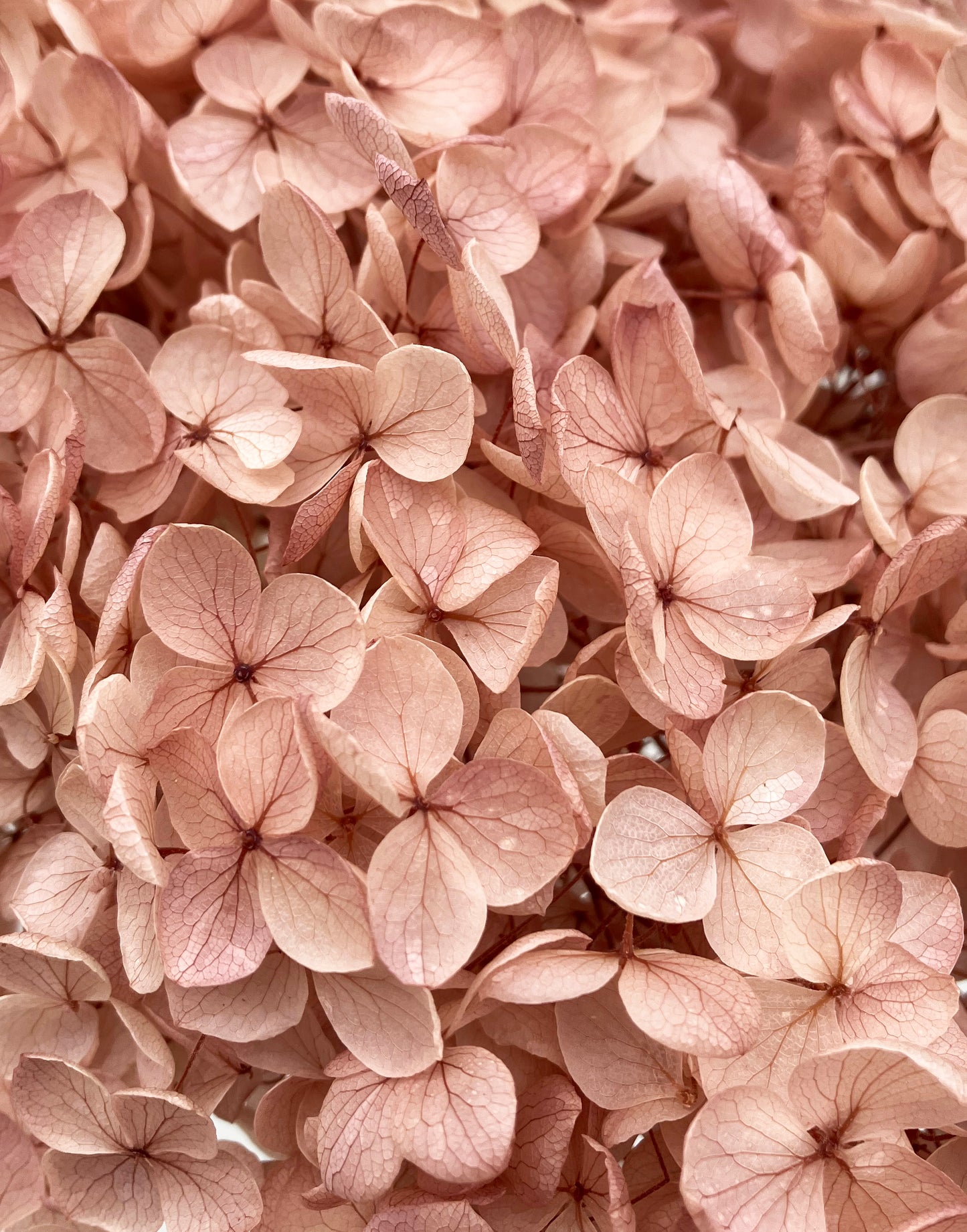 dried Hydrangea Dusty pink