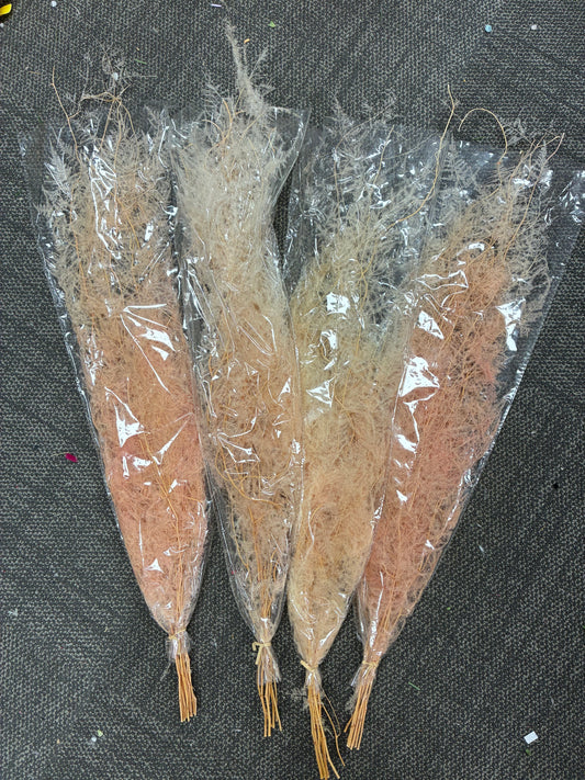 Preserved Dried Fern 4 pack Bundle Clearance