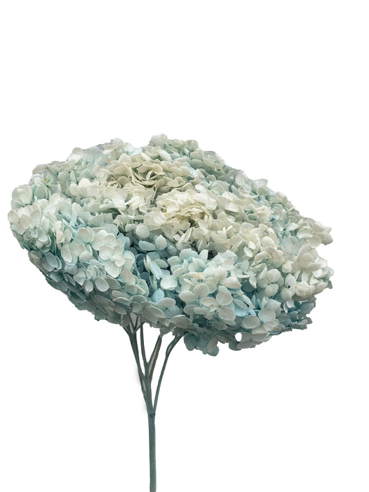 Hortensia Seca Azul Tiffany