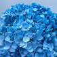 Dried Hydrangea Blue