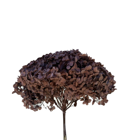 Dried Hydrangea Chocolate Brown