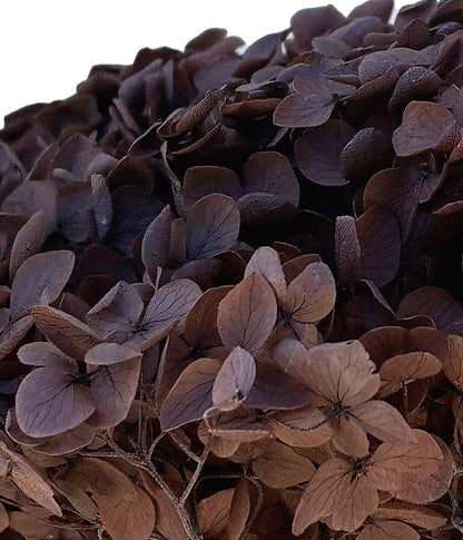 Dried Hydrangea Chocolate Brown