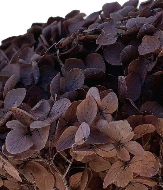 Dried Hydrangea Chocolate Brown
