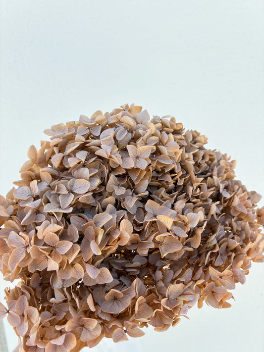 Dried Hydrangea Coffee
