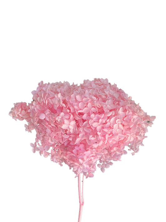 Dried Hydrangea Pink