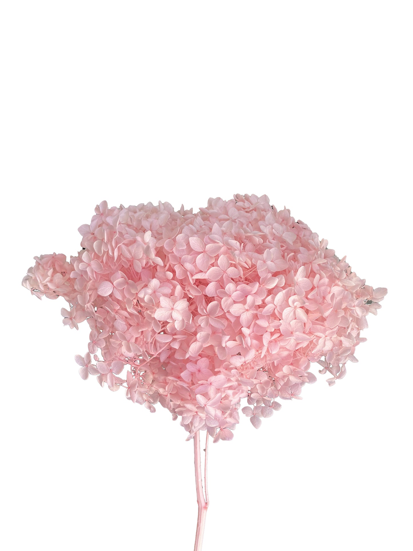 Dried Hydrangea Pale Pink