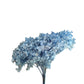 Dried hydrangea Sky Blue